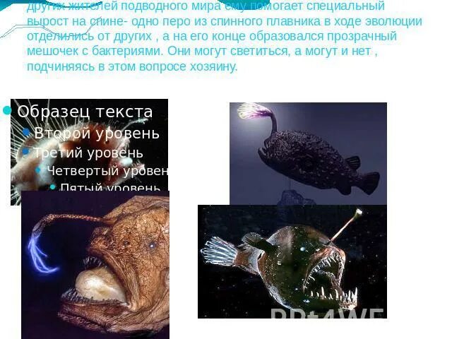 Сравните условия обитания рыб удильщика и акулы. Рыба удильщик. факты о удильщике. удильщик описание. сообщение о удильщике.