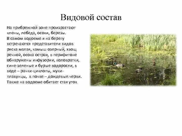 Русский язык 3 класс 2 часть. Осока в озерах карелии. Небольшое озерко заросло осокой посреди плавала дикая. Южнорусский рогоз. Небольшое озеро заросло осокой посреди плавала дикая утка.
