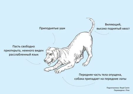 Положение хвоста