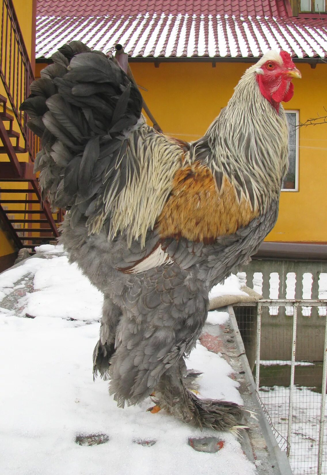 Купить породу брама. Брама. Брама колумбийская. Брама Королевская. Курочки Брама.