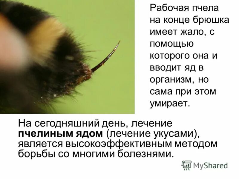 Почему пчелиный яд лекарство 2 класс. Почему пчелиный яд является лекарством. пчелиный яд пчеловодство. рассказ о пчелах. почему яд пчел является лекарством.