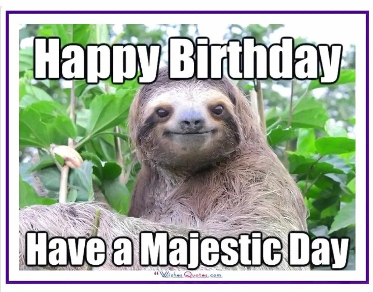 The animals is happy. Happy birthday животные. happy birthday sloth. happy birthday your majesty. happy birthday mem.