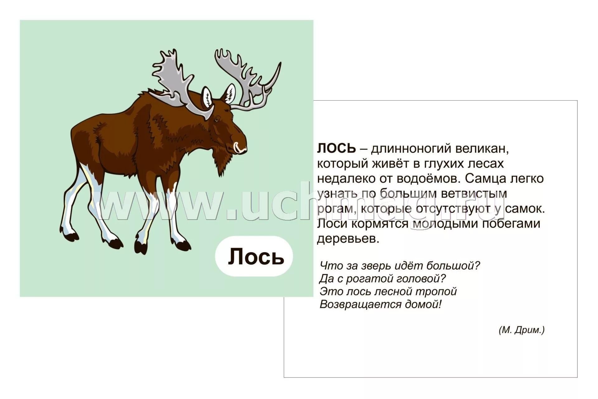 Программа лось