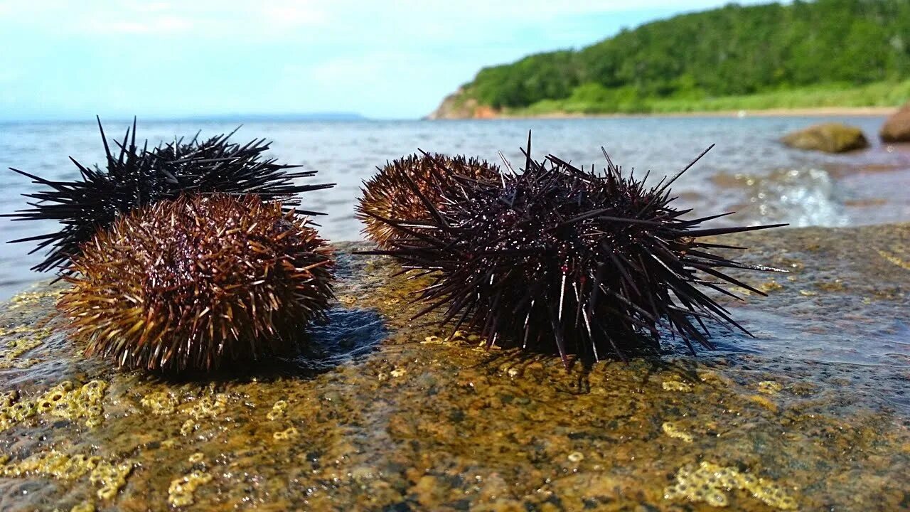 Многоиглый морской еж. Кожистый морской ёж. Морской еж Дальневосточный. Морские Ежи Приморье.