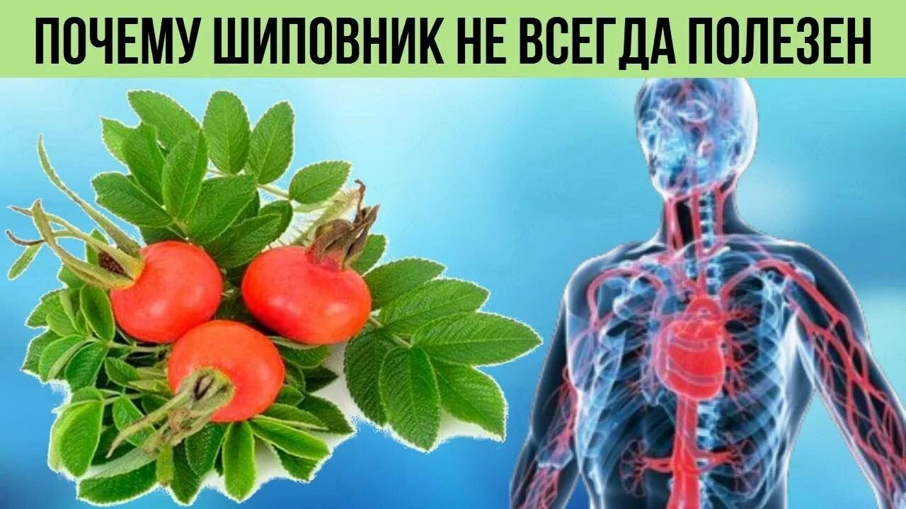 Шиповник польза вред для мужчин. Шиповник здоровье. Шиповник противопоказан. Польза шиповника на организм. Шиповник противопоказания.