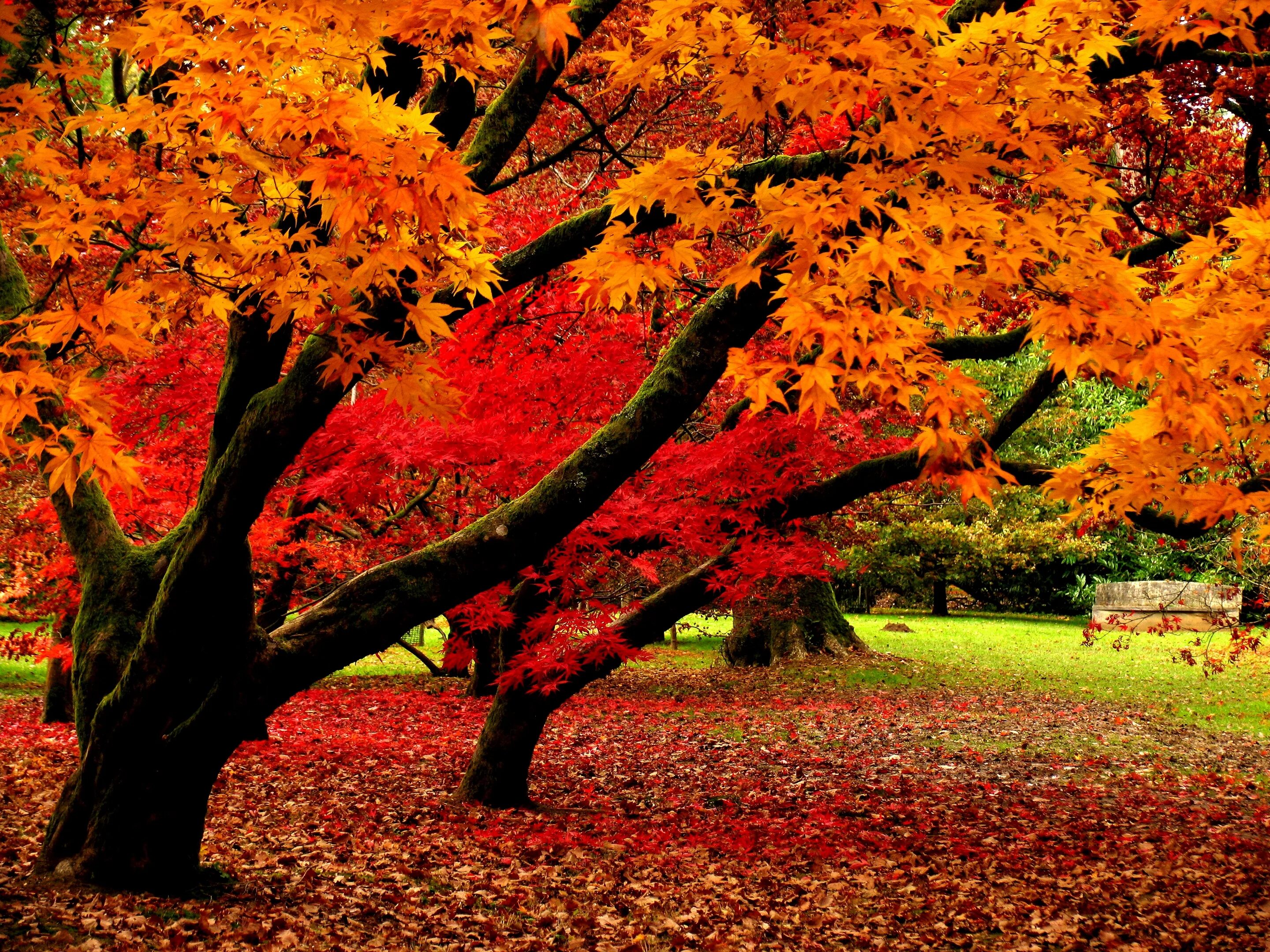 Красивая осень. Осень фото. Осень фото красивые. Прекрасная осень.