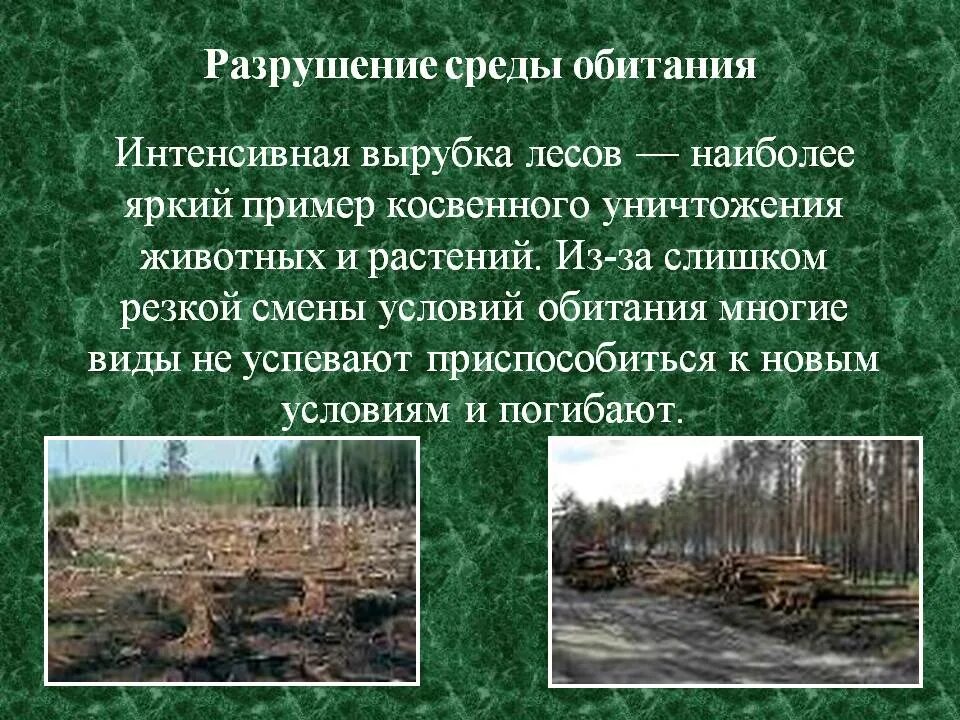 Влияние человека на смену года. Разрушение среды обитания. Вырубка лесов и животные. Разрушение среды обитания животных. Разрушение мест обитания животных.