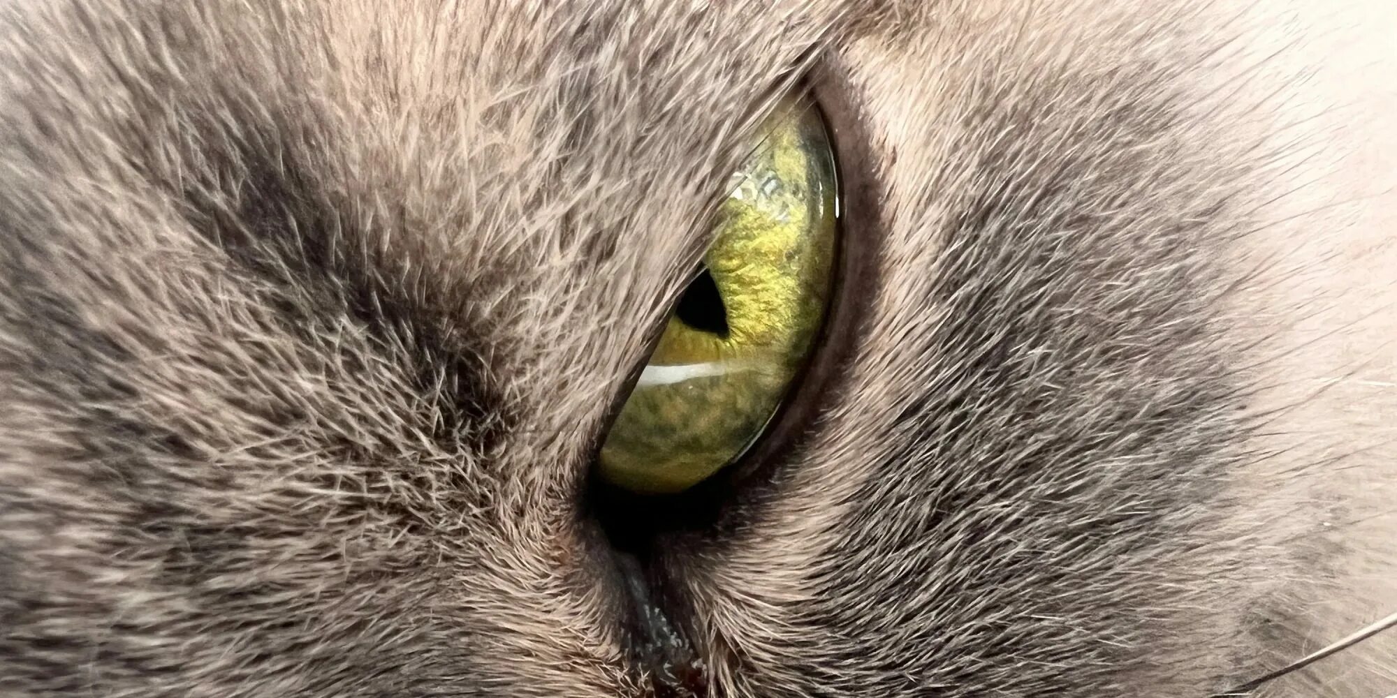 12 про макросъемка. Макросъемка 13 про. Макросъемка на айфон 13. Капсула макросъемка. Iphone 13 pro макросъемка.