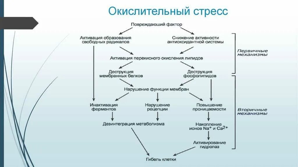 Анализ крови на стресс. Окислительный стресс биохимия. Оксидативный стресс механизм патофизиология. Биохимия стресса схема. Причины окислительного стресса патофизиология.