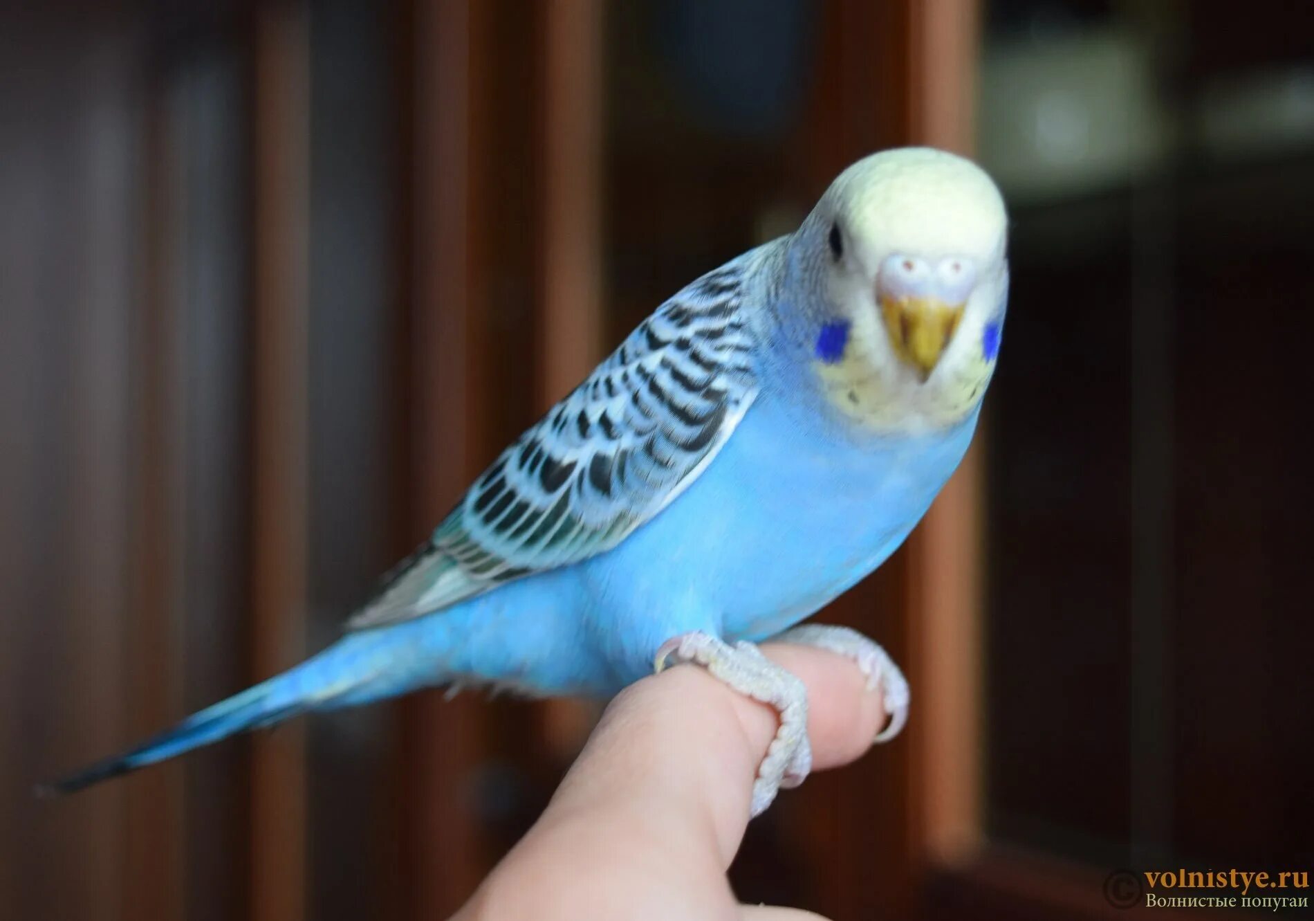 Кобальтовый волнистый попугай. Голубые волнистые попугаи птенцы. Попугайчики волнистые голубые девочки. Голубой волнистый попугай девочка. Фиолетовый волнистый попугай.