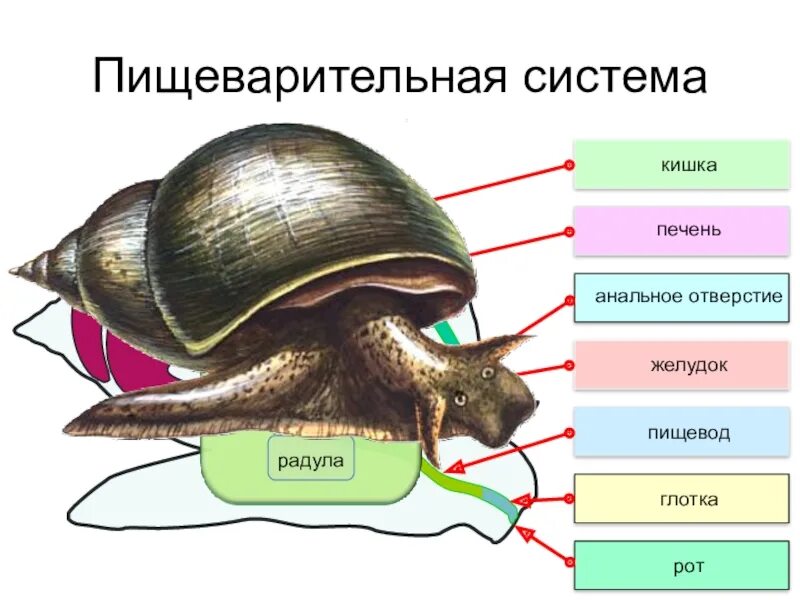 Пищеварительная система брюхоногих моллюсков. Выделительная система малого прудовика. Класс брюхоногие моллюски пищеварительная система. Система органов брюхоногих моллюсков. Органы чувств большого прудовика