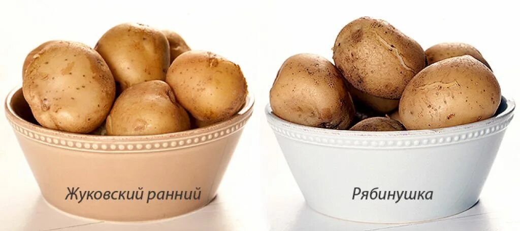Картофель Рябинушка: описание и характеристики сорта, посадка и уход, отзывы с ф