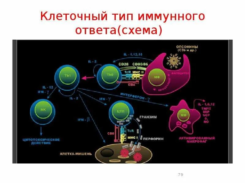 Т клеточный иммунный ответ иммунология. Схема иммунного ответа лимфоциты. Схема клеточного иммунного ответа. Схема клеточного иммунного ответа иммунология.