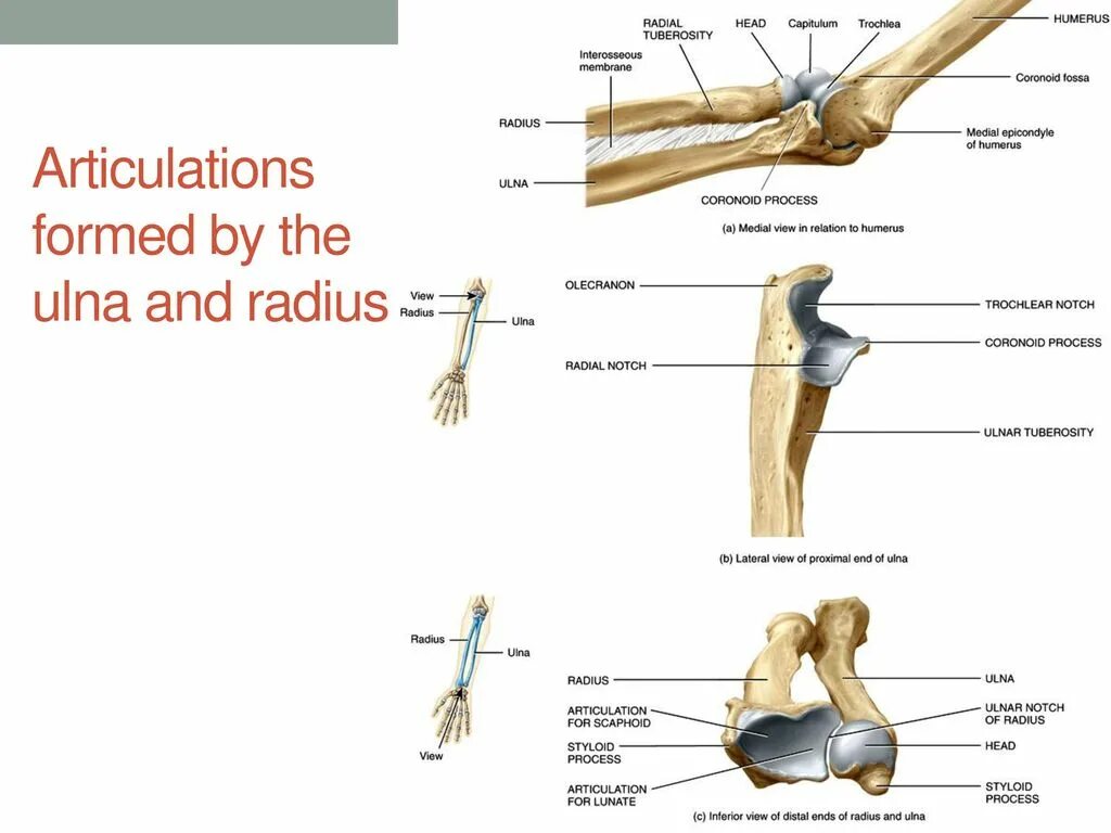 Радиус шварцшильда для земли. Плечевая кость olecranon. Styloid process of ulna. Olecranon локтевой кости. Radius перевод.