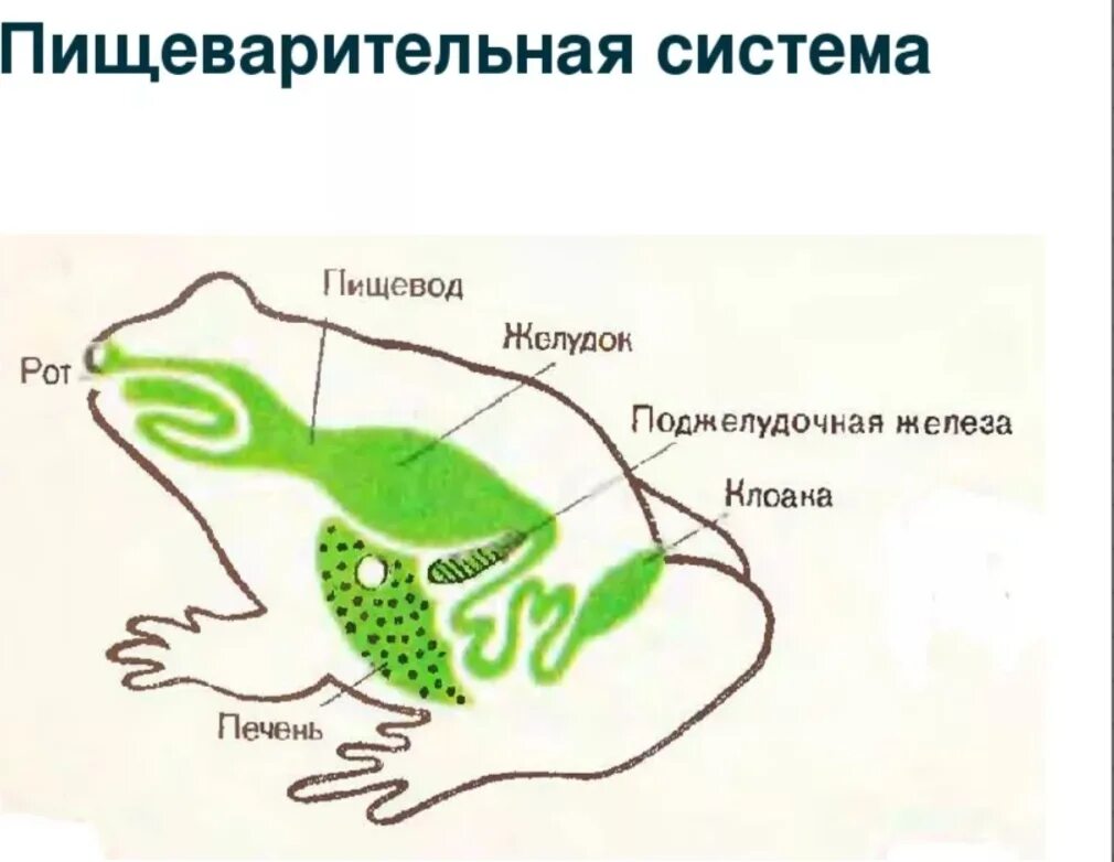 Последовательность выделения земноводных. Пищеварительная система амфибий схема. Пищеварительная система земноводных 7. Строение пищеварительной системы лягушки. Земноводные строение пищеварительной системы.