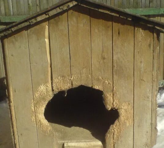 Закрыл в будке. Будка для собаки старая. Будка для собаки. Пес в будке. Дверца для собачьей будки.