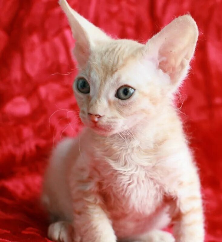 канадский сфинкс браш. сфинкс кошка с шерстью браш. котенок сфинкс с шерстью. порода донской сфинкс браш. котенок сфинкс с шерстью.