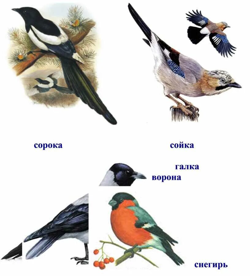 Сорока и Сойка. Сойка и Галка. Галка ворона сорока. Описание снегиря