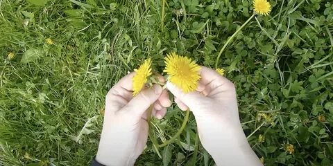 Что можно сделать из одуванчиков
