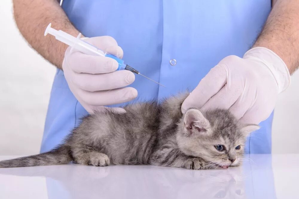 Вакцинация кошек. Прививка котенку. Прививка для кошек.