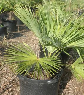 Palm перевод