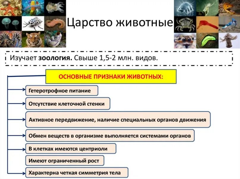 Признаки основных классов животных. Царство животные признаки человека. признаки царства животных 7 класс.
