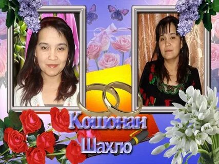 Кошонаи шахло