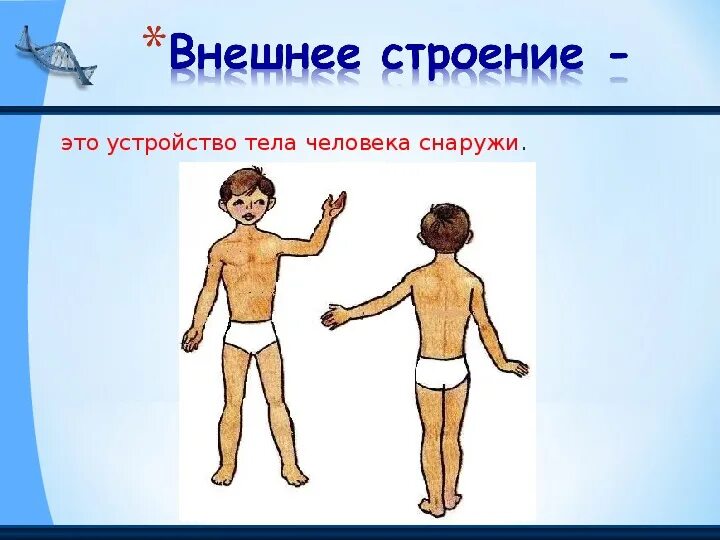 Внешнее и внутреннее строение тела 2 класс. Строение тела человека. внешнее строение тела человека. строение тела для детей. строение тела человека 2 класс.