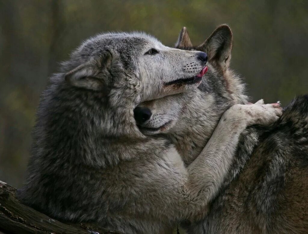Обнимаю волка. Любовь Волков. Влюбленные волки. Волк и волчица. Нежность Волков.