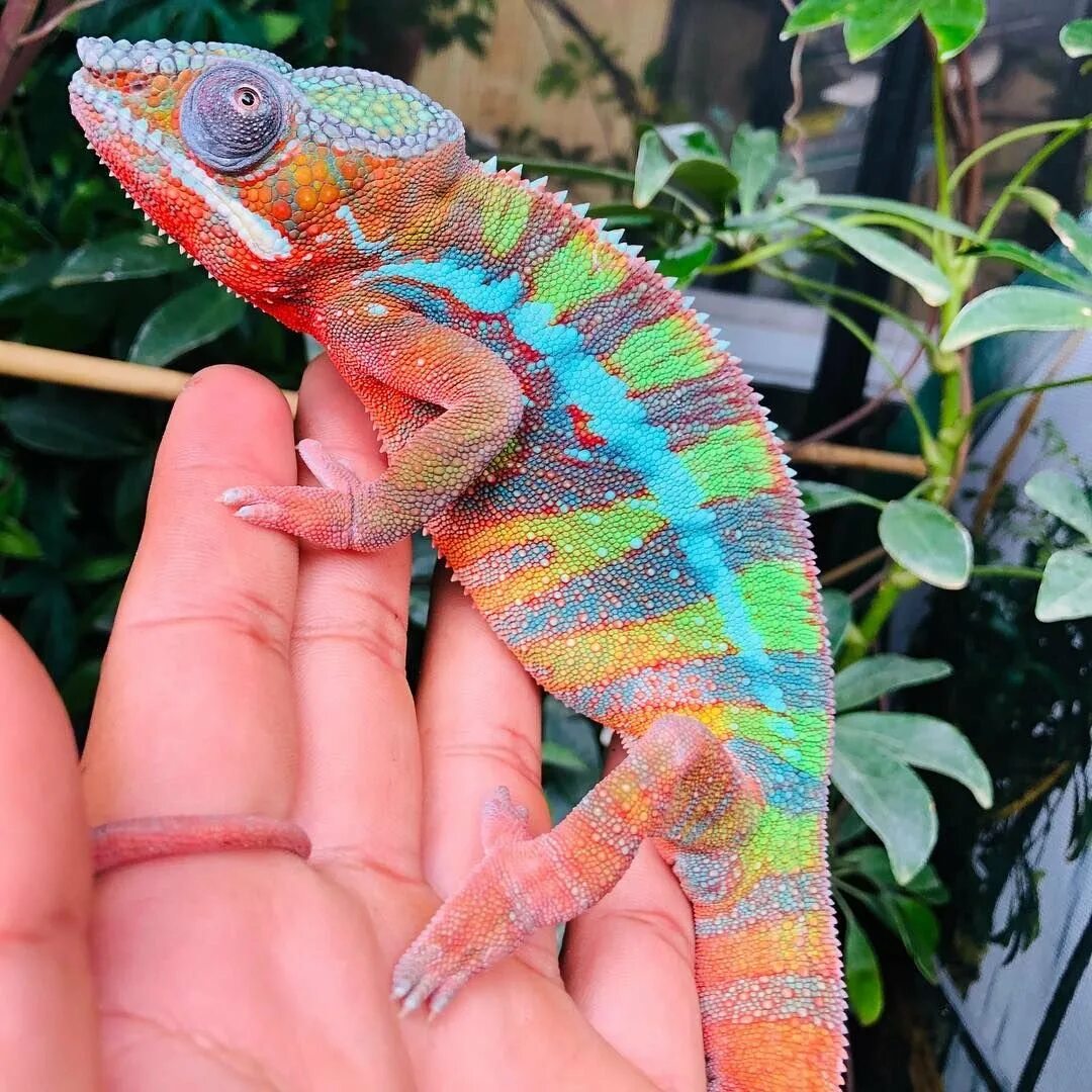 Паскаль рапунцель. Паскаль из рапунцель. Паскаль рапунцель. Хамелеон шлемоносный. Как зовут хамелеона.