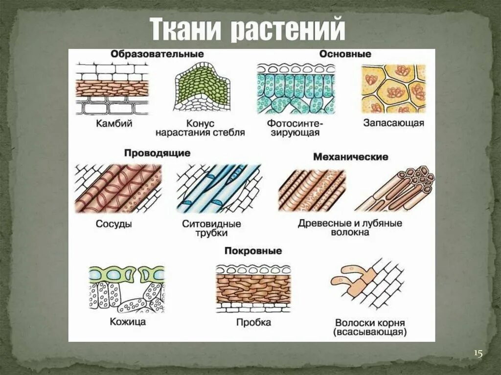 Ткани растений конспект