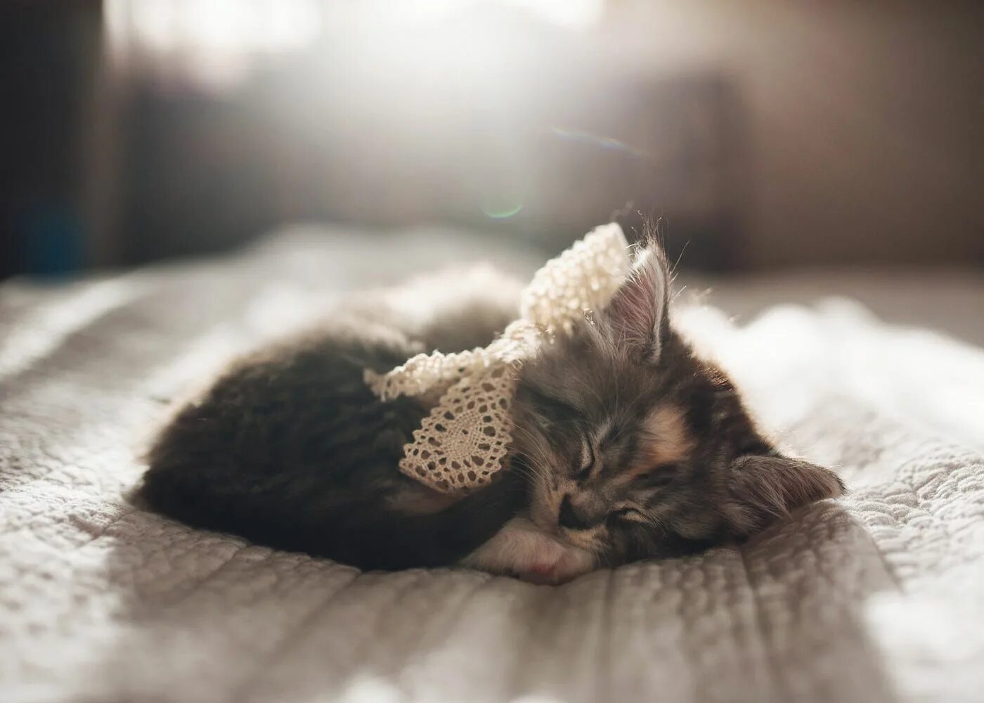 Песня маленькие миленькие. Спящие котята. Милые спящие котята. Милые спящие котики.
