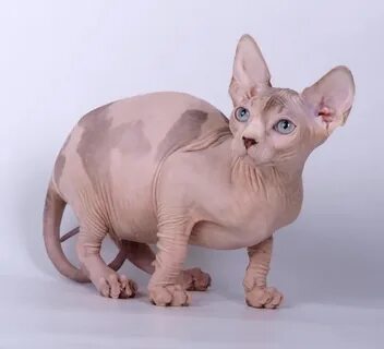 Котята сфинксы недорого