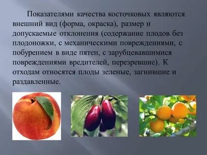Доклад плоды