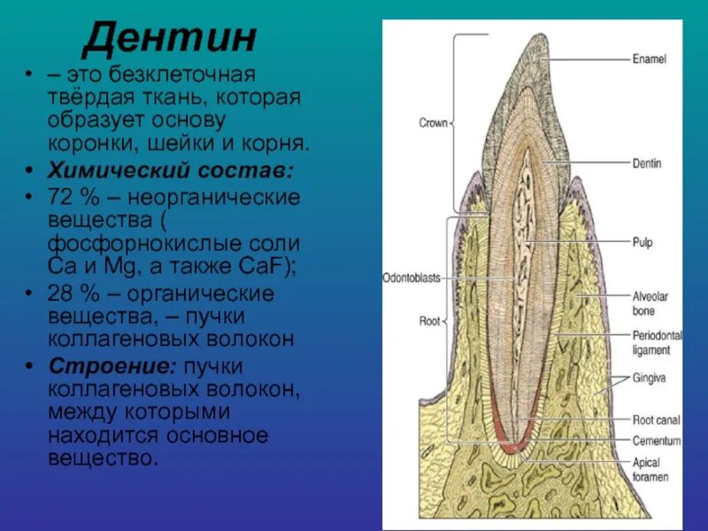 Дентин зуба образуется из. Строение зуба дентинные канальцы. строение зуба предентин.