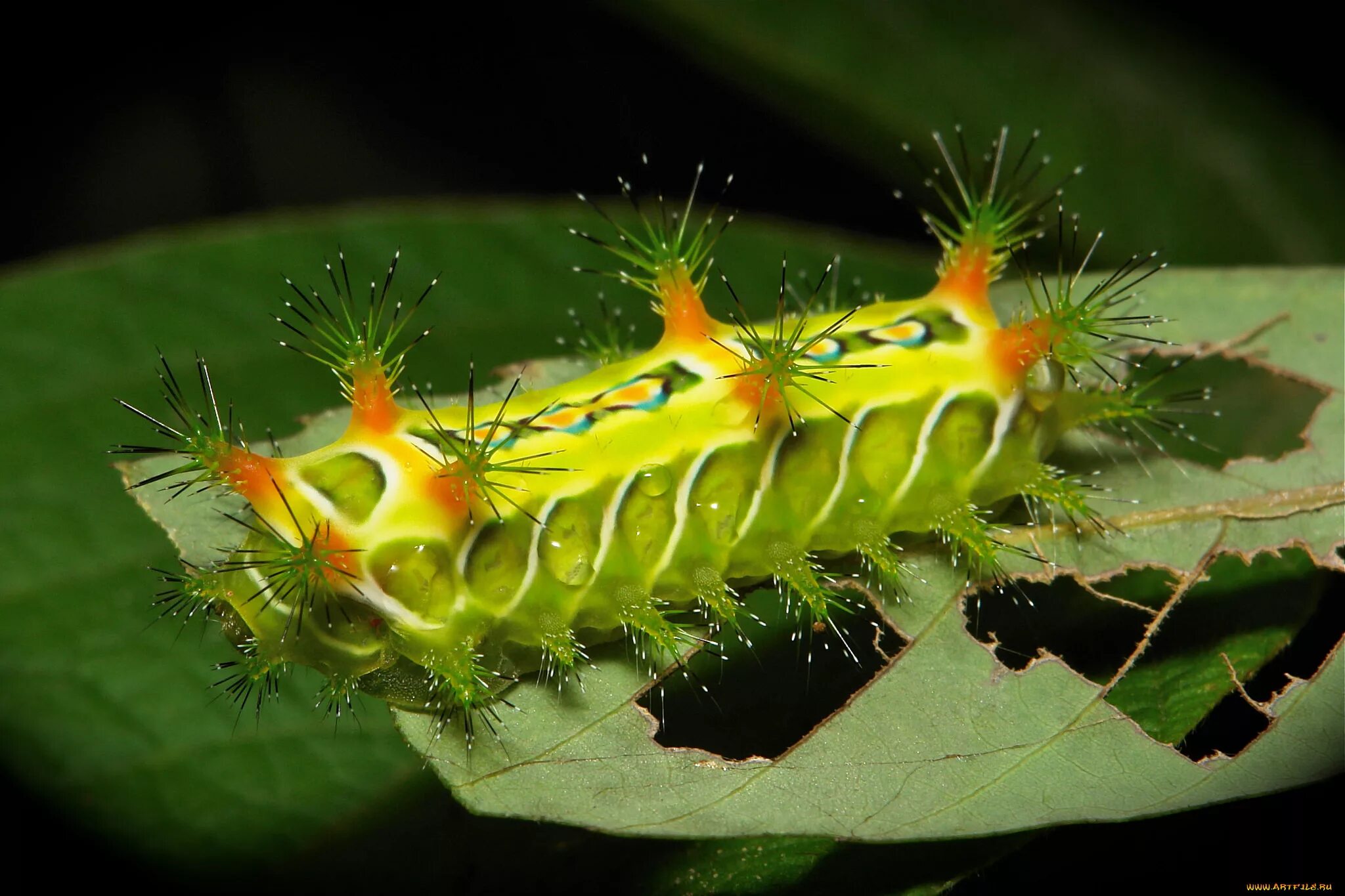 Парусник коцебу гусеница. Грушевка гусеница. Большая черная гусеница. Black caterpillar гусеница. Крупная зеленая гусеница.