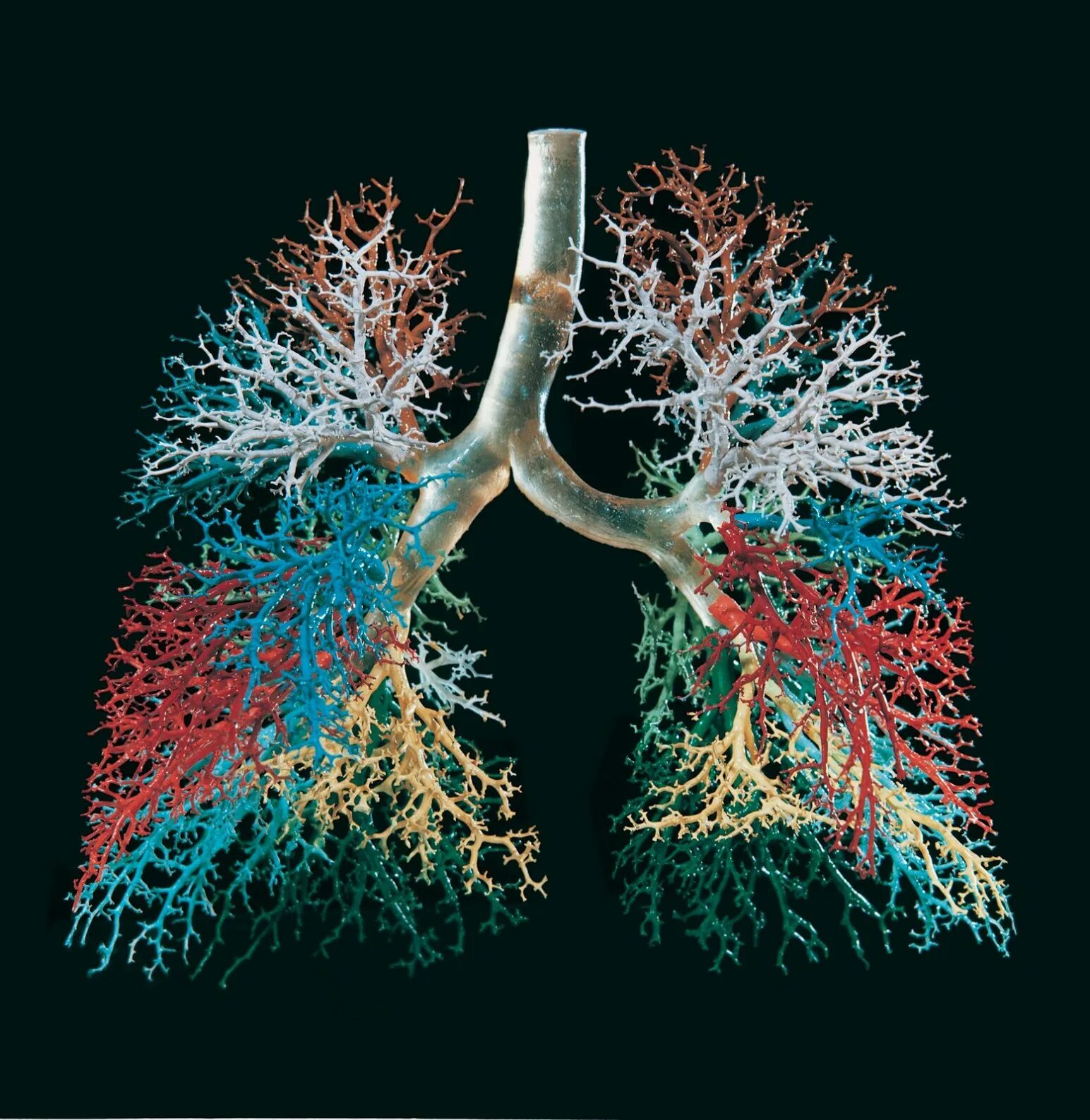 альвеолы это. сосуды легких анатомия. легочная артерия круг кровообращения. сосуды сердца. кровеносная система легких.