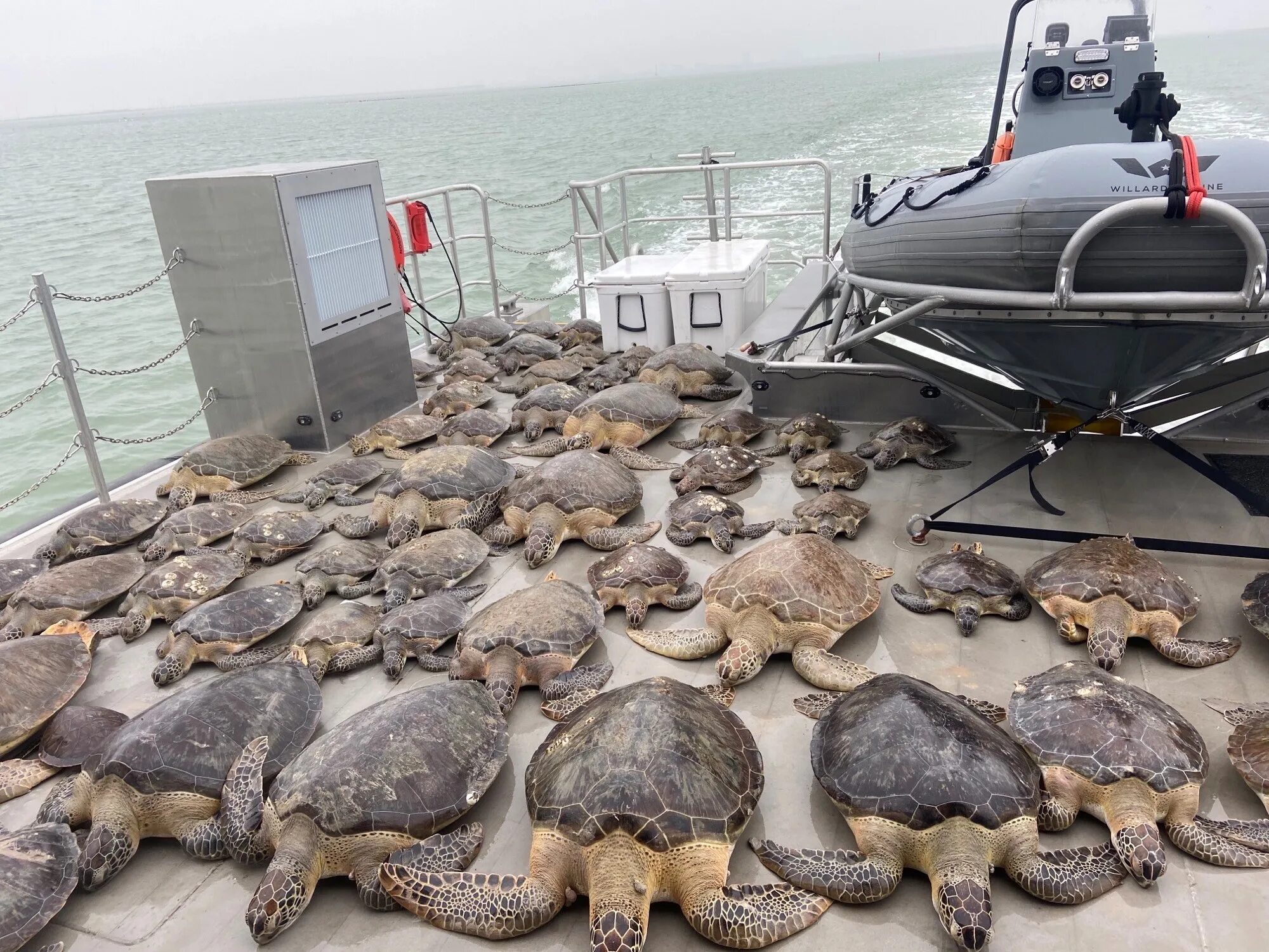 Содержание морских черепах. Спасение морских черепах. черепахи америки. браконьеры морских черепах.