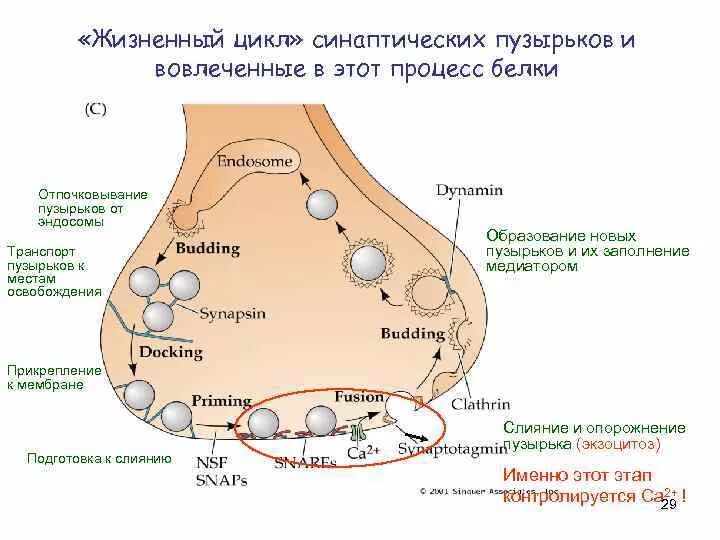 Какой органоид отвечает за секрецию нейромедиаторов