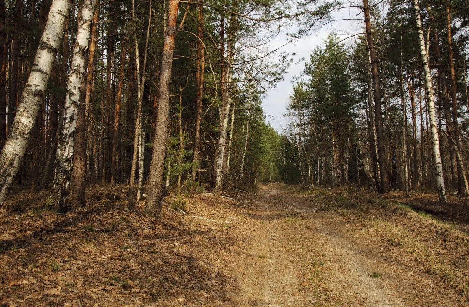 Мещера. Гиппенрейтер фото Мещеры. Бугор на дороге. Строчково. Номер мещеры