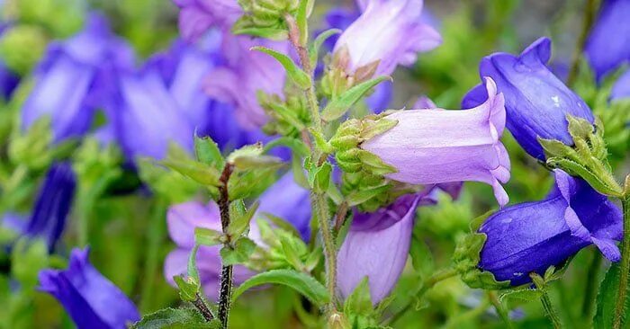 Forest, Thimble, Nature, Flower, Close, Flowers #forest, #thimble, #nature, #flo