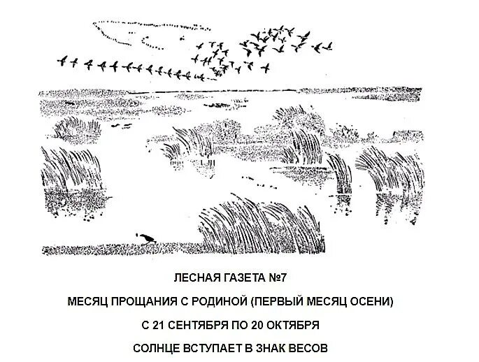 Лесная газета № 7 прощание с родиной. Лесная газета рисунок. Лесная газета осень месяцы. Лесная газета рисунки детей. Месяца лесной газеты