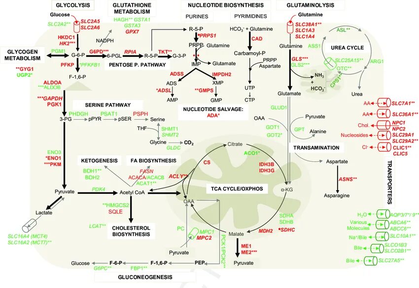 Программа биохимия. Biochemical metabolic pathways. метаболическая биохимия. карта метаболизма. карта по биохимии.