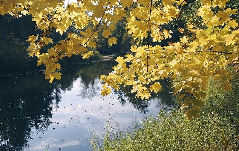 Листья желтые в пруду. У тихони речки рос кудрявый клен,. Клен у реки. Клен шумит. Осенний клен над рекой.