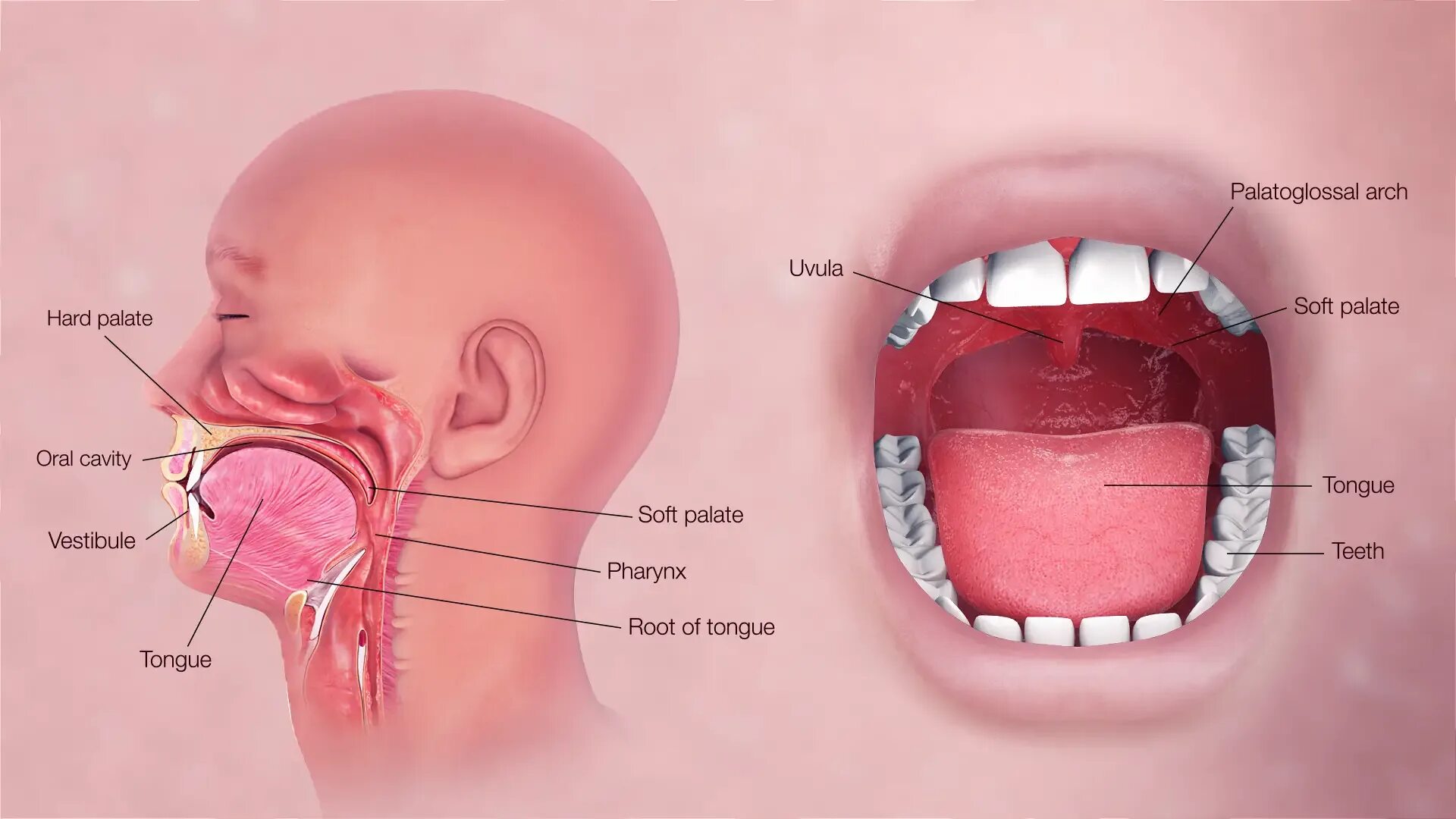 Строение ротовой полости. Анатомия ротовой полости человека. Что есть во рту человека