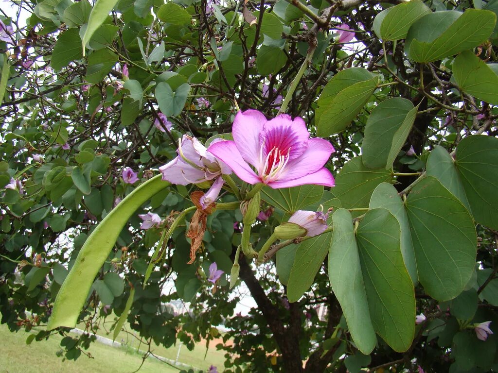 Баухиния. Баухиния орхидейное дерево. Баухиния пурпурная орхидейное дерево. Баухиния орхидейное дерево семена. Орхидейное дерево калихавия.