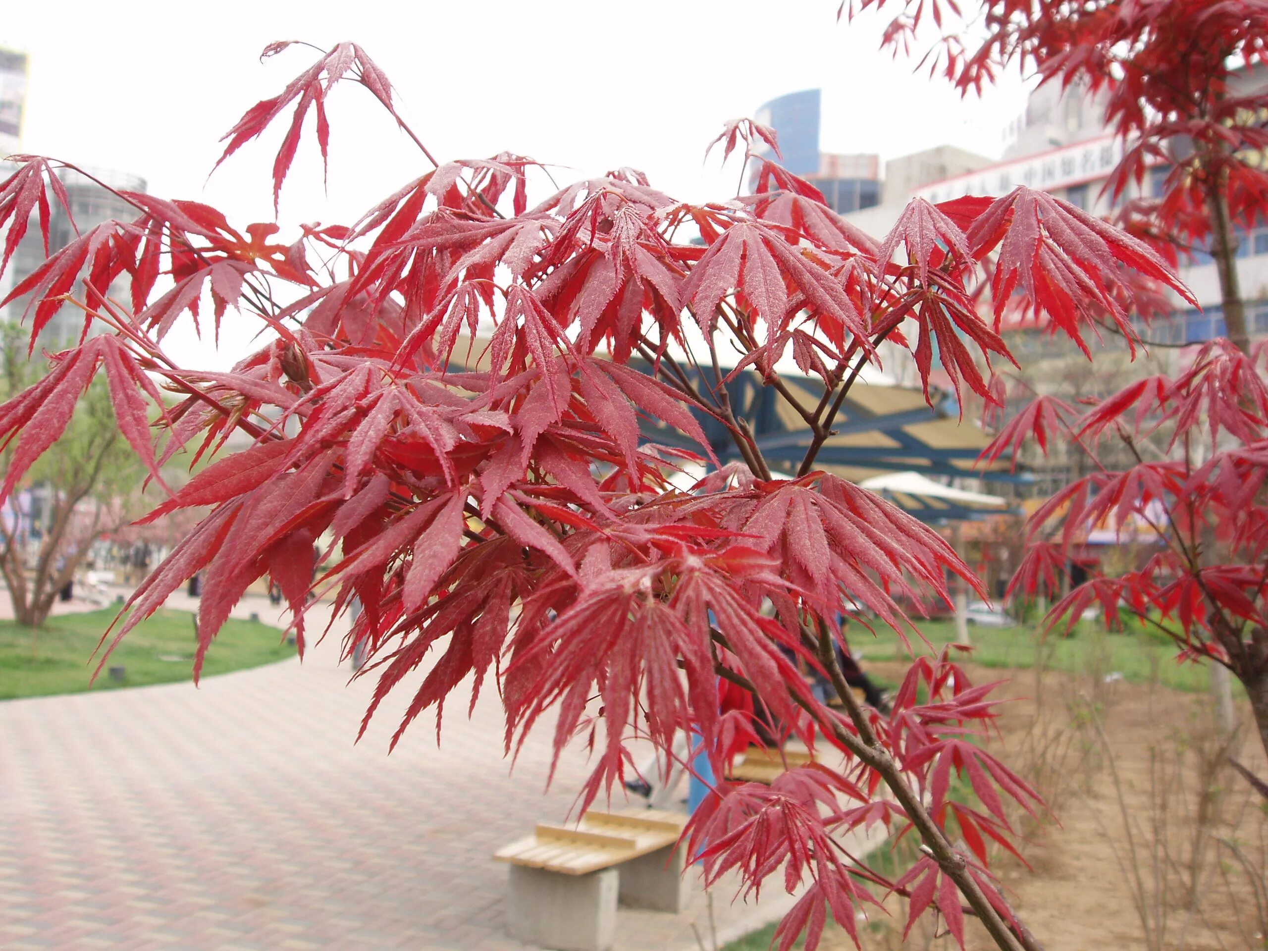 Дерево с красными листьями название. Клен Атропурпуреум. Клен веерный (сорт 'Atropurpureum' ). Клен дланевидный. Клен пальмолистный Атропурпуреум.