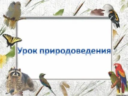 Урок природоведения