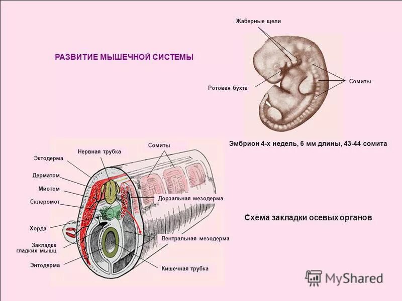 нейрула образование нервной трубки. зародышевая трубка. осевой комплекс зачатков ланцетника. зародышевая трубка. сомиты эмбриона.