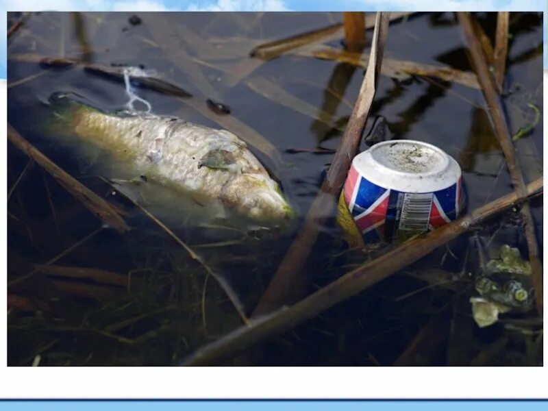 Рыбы в загрязненной воде